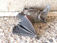 Macrotus californicus