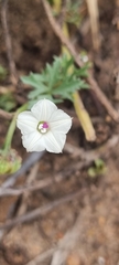 Ipomoea coptica