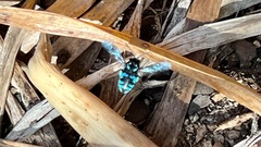 Thyreus nitidulus nitidulus