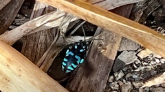 Thyreus nitidulus nitidulus