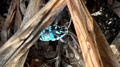 Thyreus nitidulus nitidulus