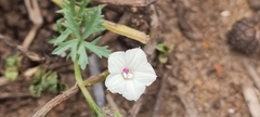 Ipomoea coptica