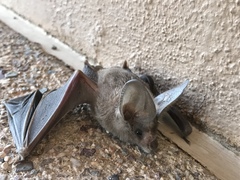 Macrotus californicus