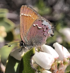 Callophrys muiri