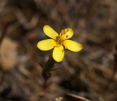 Leptosiphon acicularis