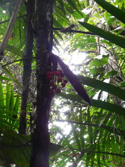 Bactris mexicana