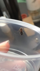 Phymatodes decussatus