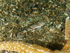 Chitonotus pugetensis