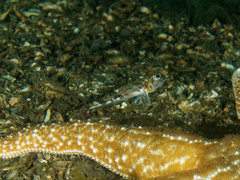 Chitonotus pugetensis