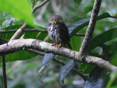Glaucidium griseiceps