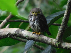 Glaucidium griseiceps