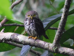 Glaucidium griseiceps