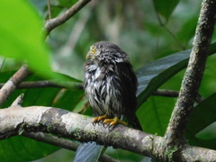 Glaucidium griseiceps