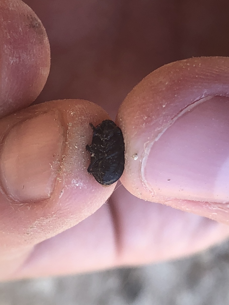 Burrowing Bugs from E McKinney Rd, Frisco, TX, US on April 09, 2022 at ...