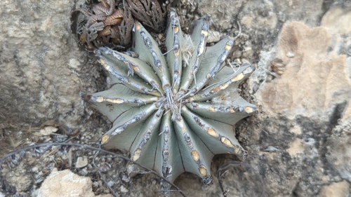 Geohintonia mexicana