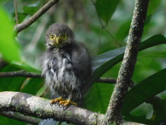 Glaucidium griseiceps