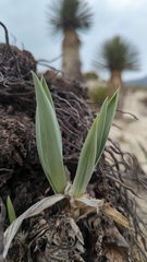 Hemiphylacus hintoniorum