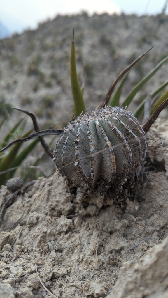 Geohintonia mexicana, Nuevo León, MX