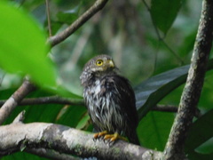 Glaucidium griseiceps
