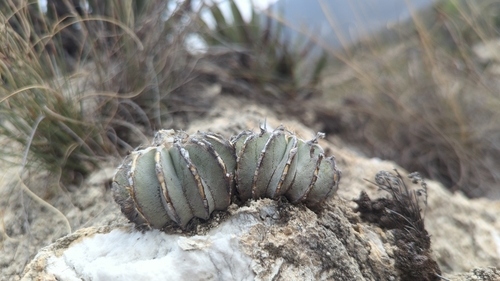 Geohintonia mexicana