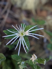Silene nelsonii