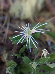 Silene nelsonii