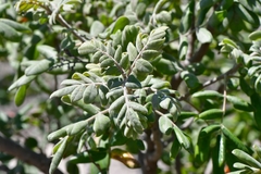 Rhus pachyrrhachis