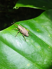 Metaprodioctes formosanus