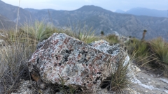 Squamulea galactophylla