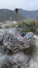 Squamulea galactophylla