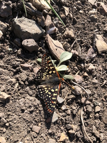 iNaturalist observation photo of Variable Checkerspot