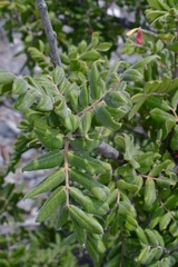 Rhus pachyrrhachis