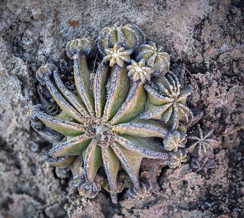 Aztekonia hintonii
