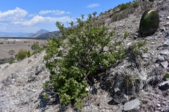 Rhus pachyrrhachis