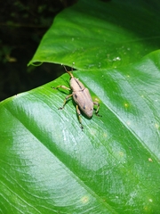 Metaprodioctes formosanus