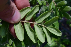Rhus pachyrrhachis