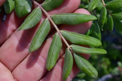 Rhus pachyrrhachis