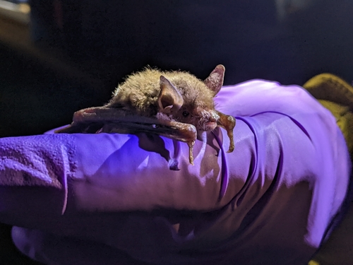 Cave Myotis
