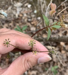 Zizia trifoliata