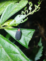 Pyrocoelia formosana