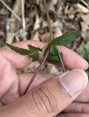 Zizia trifoliata