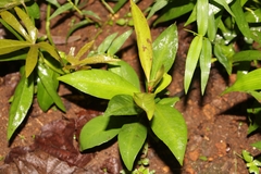 Ardisia solanacea