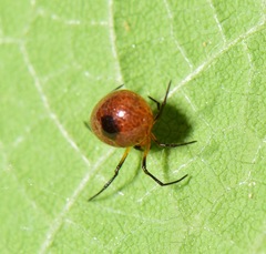 Theridiosomatidae