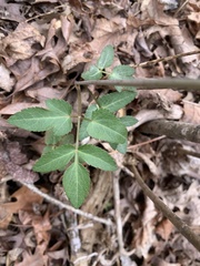 Zizia trifoliata