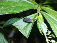 Pyrocoelia formosana