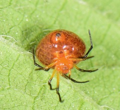 Theridiosomatidae