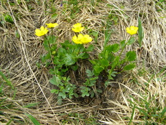 Ranunculus altaicus
