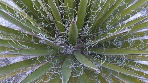 Image of Yucca carnerosana by (c) Alan Rockefeller, some rights reserved (CC BY)