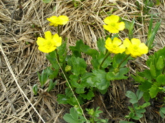 Ranunculus altaicus