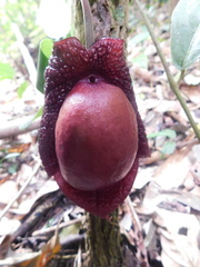 Aristolochia chiapensis